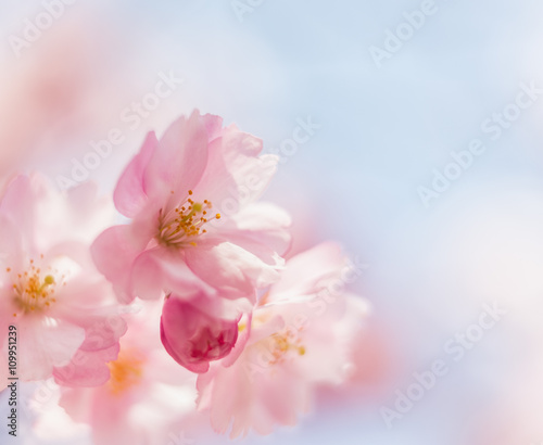 Prunus serrulata. Pink delicate cherry flowers in spring.