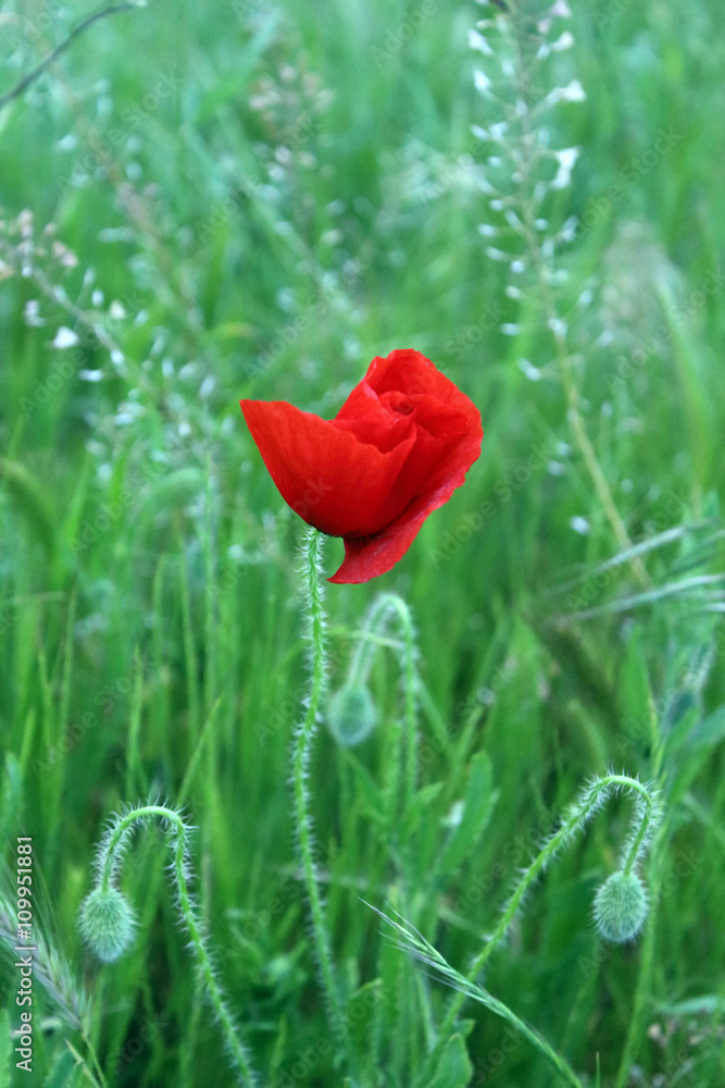 Obraz premium bondira