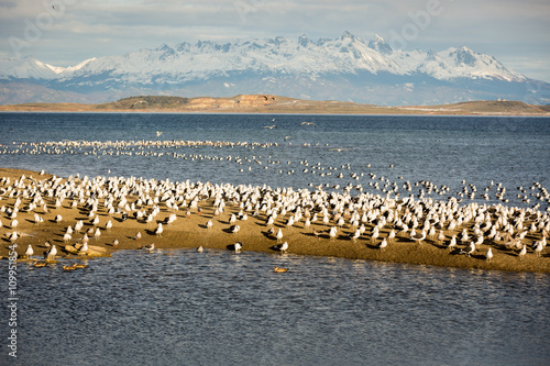 Beautiful Ascenario with birds in Ushuaia, Argentina. photo