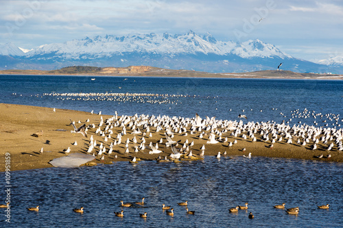 Beautiful Ascenario with birds in Ushuaia, Argentina. photo