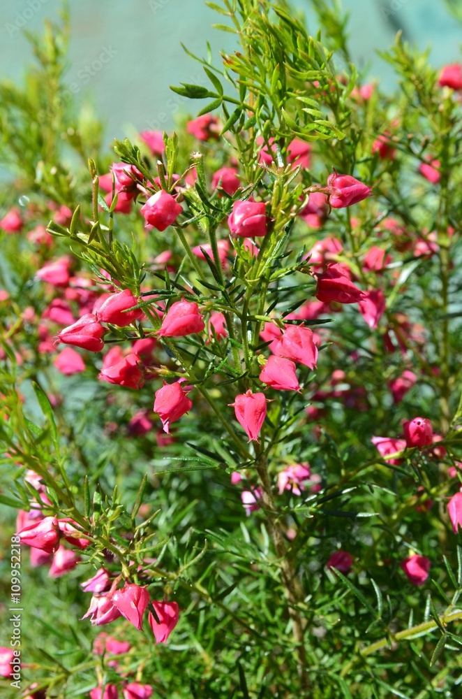 Boronia heterophylla lipstick - Heidepflanze blüht rosa im Pflanztopf - Boronie