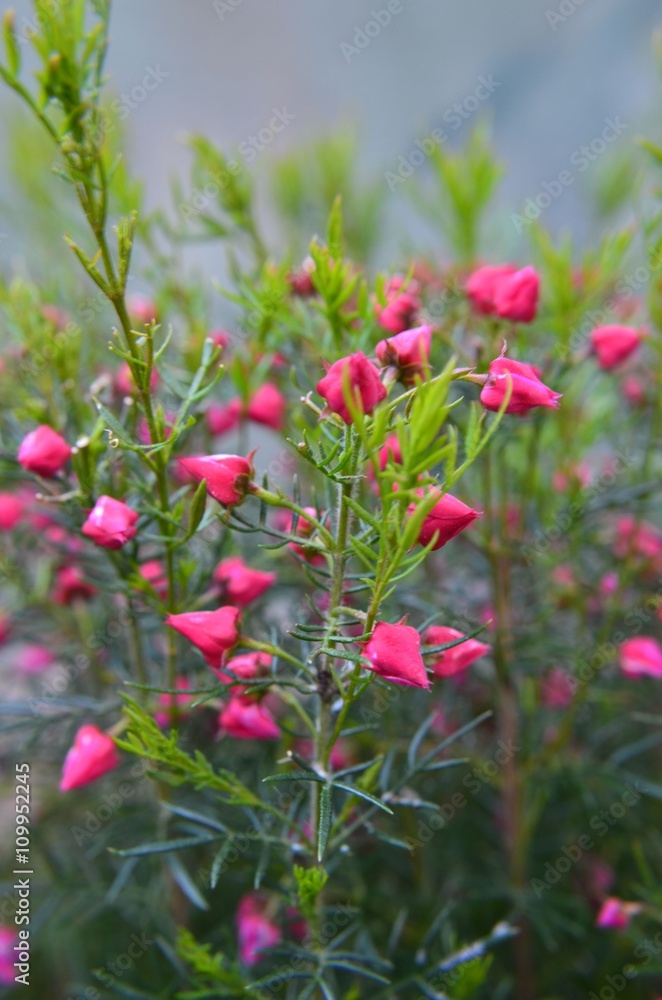 Boronia heterophylla lipstick - Heidepflanze blüht rosa im Pflanztopf - Boronie