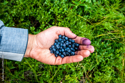 Tableau sur toile handful of huckleberries