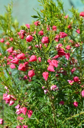Boronia heterophylla lipstick - Heidepflanze blüht rosa im Pflanztopf - Boronie