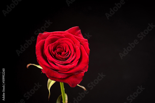 one beautiful rose