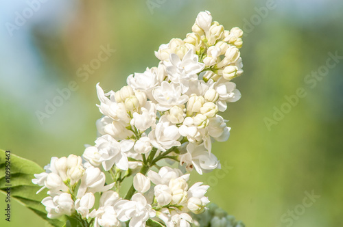 white lilac flower