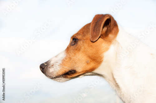 Parson Jack Russell dog,very nice dog, animal wallpaper.