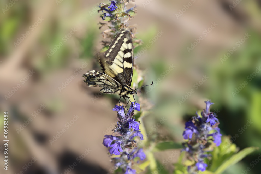 Black and yellow butterfly sitting on flowers Black and yellow butterfly sitting on flowers