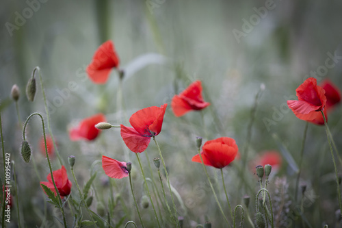 Red poppies in bloom on a green retro field background