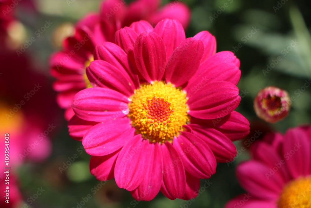 Rote Margeriten StockFoto Adobe Stock