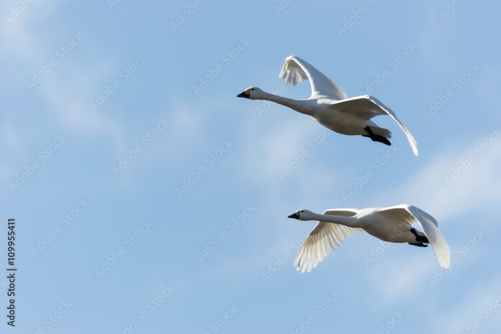 飛ぶ白鳥達 飛ぶ白鳥達