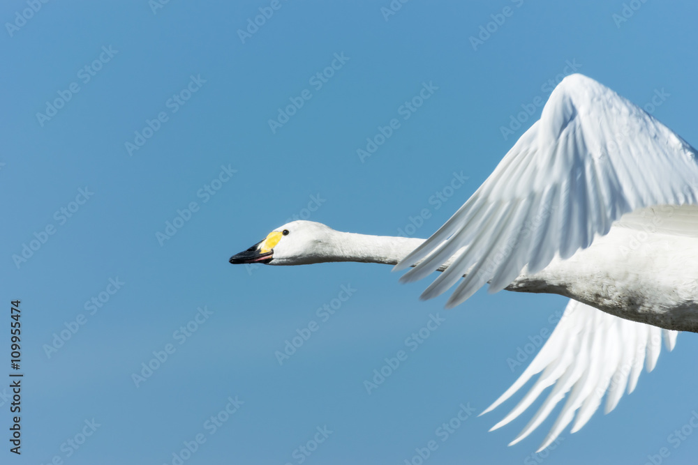 飛ぶ白鳥 Stock 写真 Adobe Stock 飛ぶ白鳥 Stock 写真 Adobe Stock