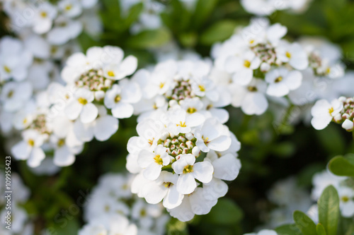 Macro of an evergreen candytuft