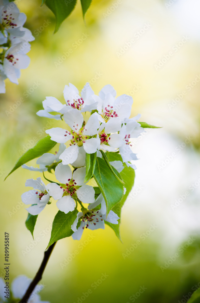 White flowers blooming apple tree