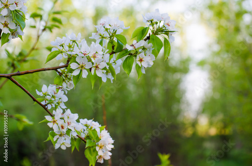 White flowers blooming apple tree