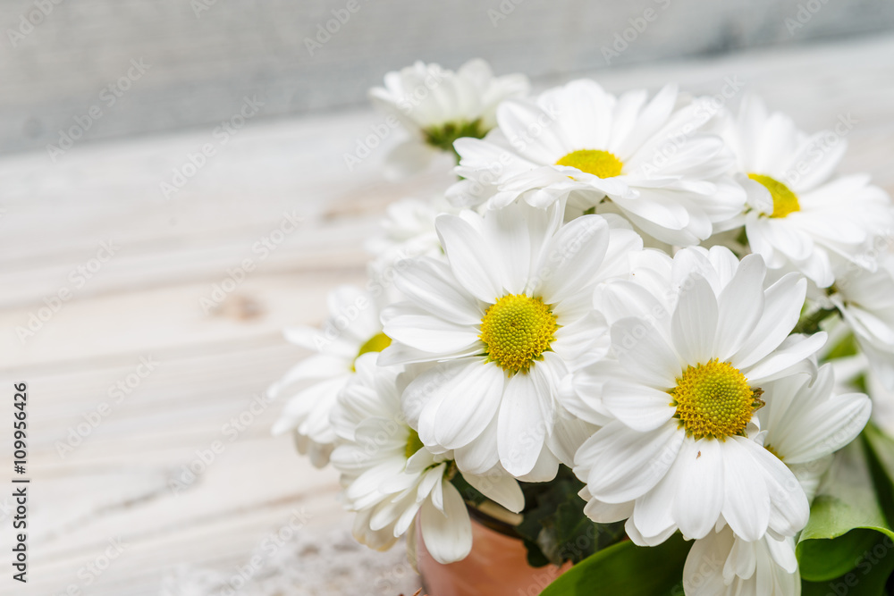 Obraz premium white flowers on wooden background