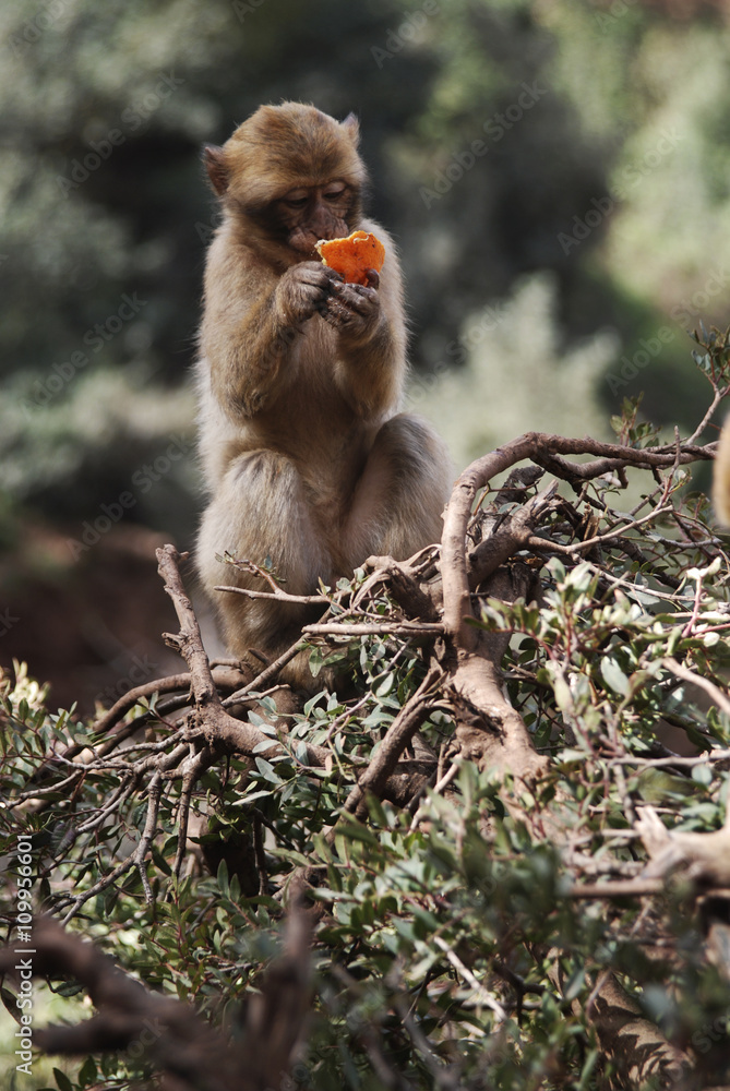 Un Mono Verde Está Comiendo Una Naranja Que Le Robó A Los Turistas. Fotos,  retratos, imágenes y fotografía de archivo libres de derecho. Image 33545223