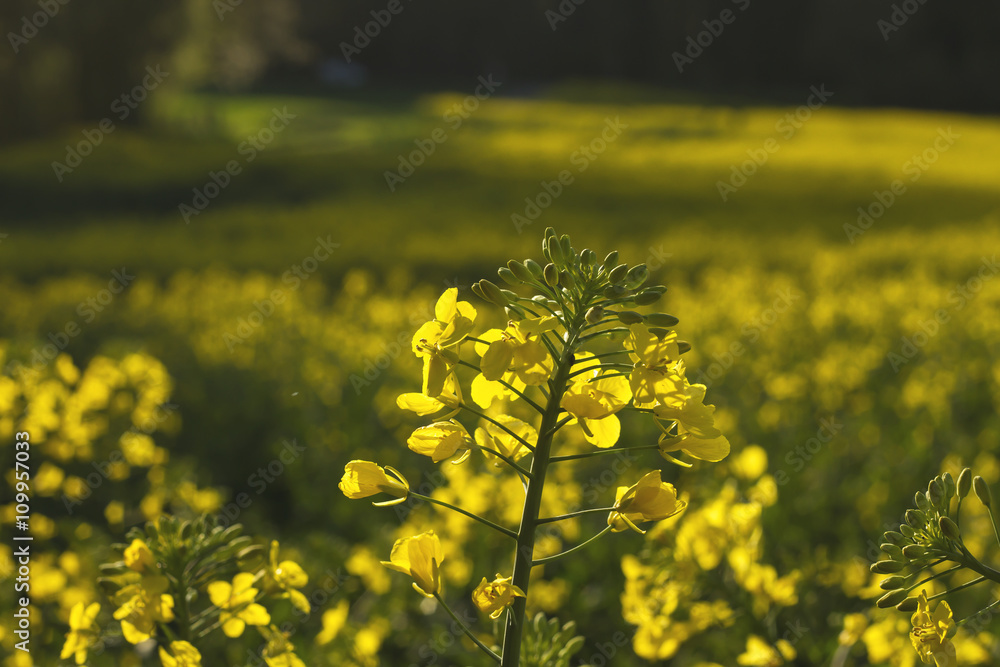 Obraz premium rapessed yellow flowers close up
