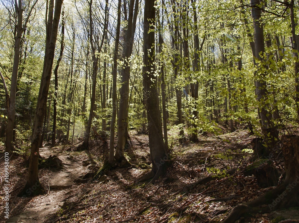 Obraz premium landscape of forest at spring