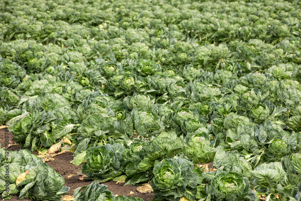 farmland filled with young brussels sprout farmland filled with young brussels sprout