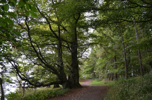 Path through old forest in autumn in Kinnoull Hill Woodland Park, Perth, Scotland
