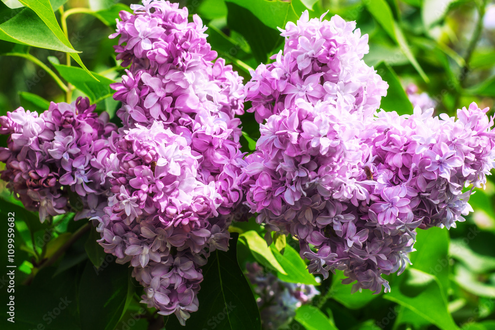 Obraz premium Close-up beautiful lilac flowers with the leaves. Beauty world.