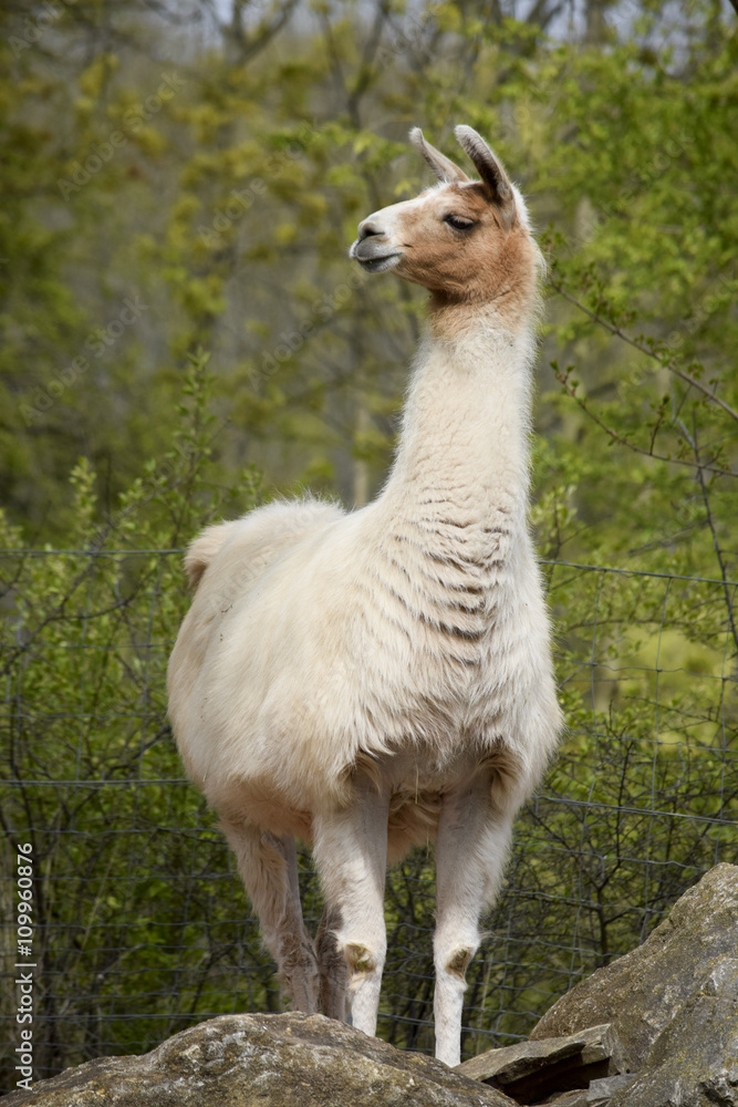 Lama verschafft sich einen Überblick Lama verschafft sich einen Überblick