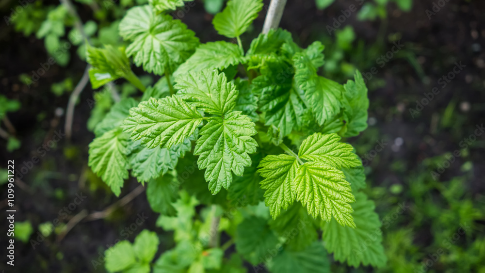 Green currant leaves Green currant leaves
