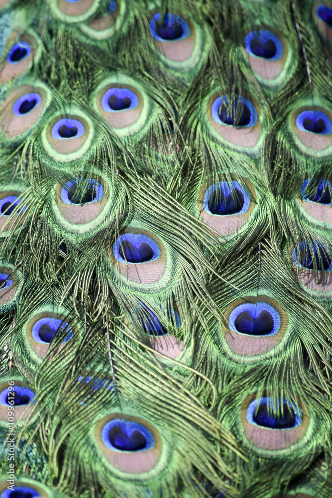 Obraz premium peacock pattern - Pfauernmuster 