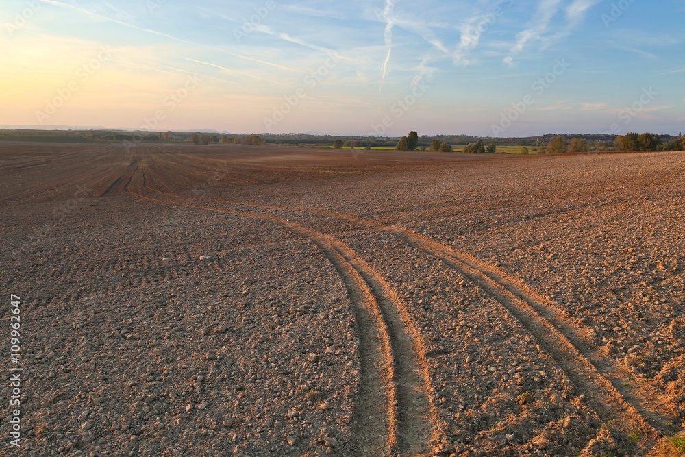 Agircutural field in late sunlight