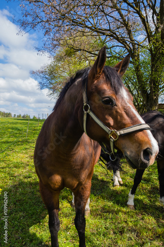 Pferd auf Weide © pusteflower9024
