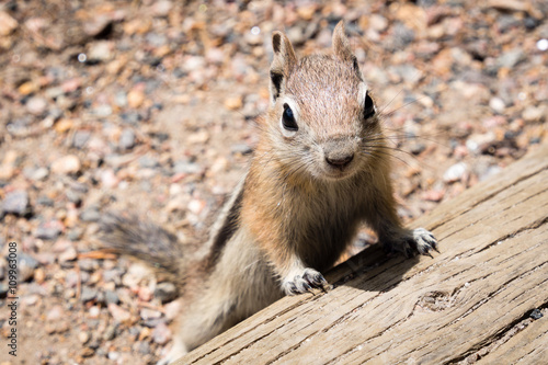 Golden-mantled ground squirrel