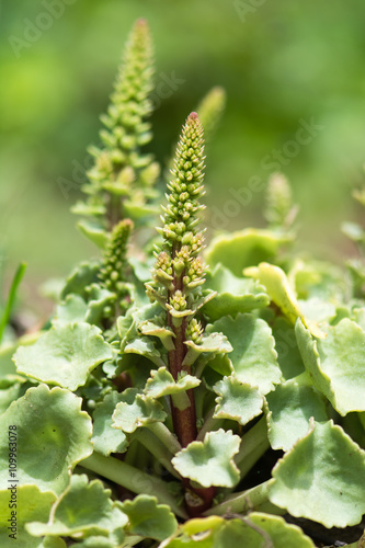 Fototapeta Naklejka Na Ścianę i Meble -  Navelwort (Umbilicus rupestris) in flower. Plant in the family Crassulaceae growing on ground with immature flower spike