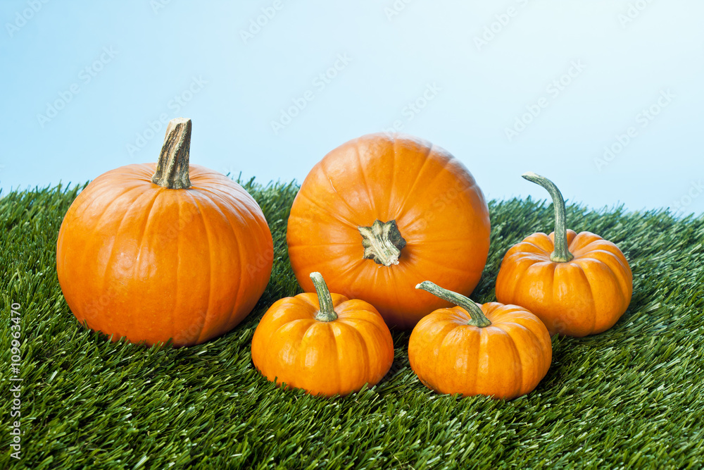 Obraz premium halloween pumpkins over grass.