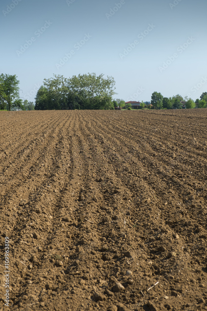 terreno agricolo coltivato con il mais a primavera terreno agricolo coltivato con il mais a primavera