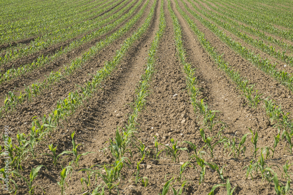 campo agricolo coltivato con il mais a primavera campo agricolo coltivato con il mais a primavera