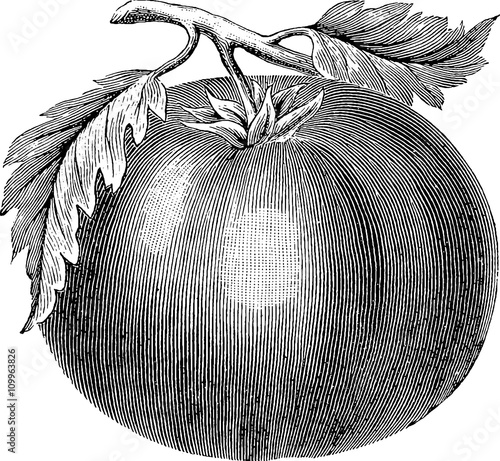 Vintage drawing tomato