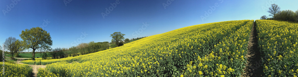 Rapsfeld Panorama Schleswig-Holstein Rapsfeld Panorama Schleswig-Holstein