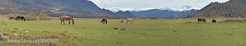 horses grazing in alpine meadows