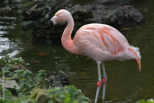 Chilean Flamingo  Phoenicopterus chilensis 