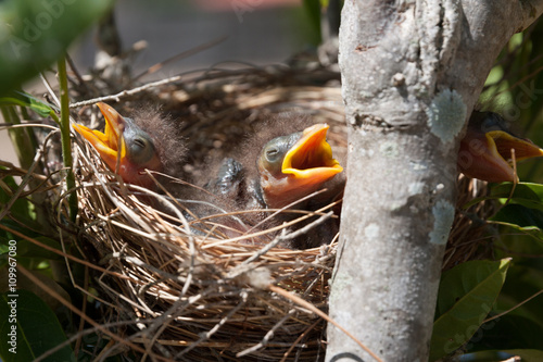 Cuadro en lienzo 3 Baby Noisy Miner Birds squawking for food in a nest