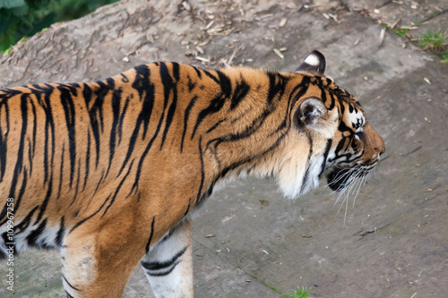 Sumatran tiger  Panthera tigris sumatrae 