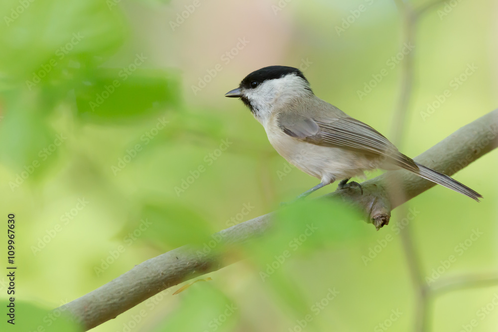 Sumpfmeise (Poecile palustris) Nonnenmeise in einem zart grünen Frühlingswald Sumpfmeise (Poecile palustris) Nonnenmeise in einem zart grünen Frühlingswald