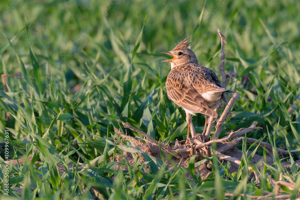 Feldlerche (Alauda arvensis) singt auf einem Feld im Frühling Feldlerche (Alauda arvensis) singt auf einem Feld im Frühling