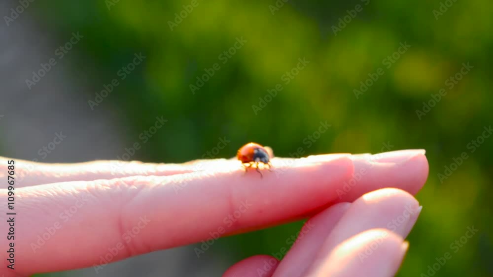 ladybug crawling on a hand in the sunshine ladybug crawling on a hand in the sunshine