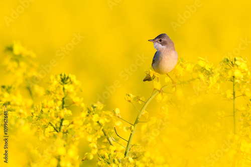 Dorngrasmücke (Sylvia communis) auf der gelben Blüte des Raps (Brassica napus) auf einem Rapsfeld photo