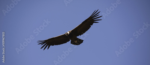 Condor Andino sobrevolando la Cordillera de los Andes  Patagonia  Argentina  Sudam  rica 