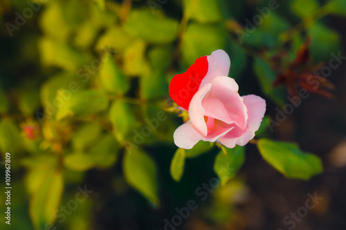 Wallpaper Mural Flower Petals Torontodigital.ca