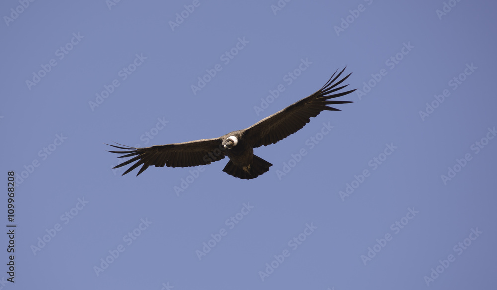 Obraz premium Andean Condor flying over the Andes