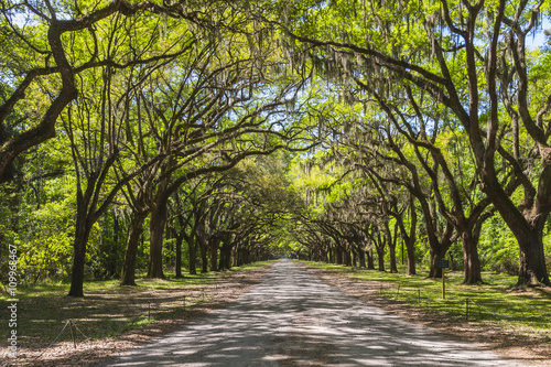 Canvas-taulu Canopy of old live oak trees draped in spanish moss.